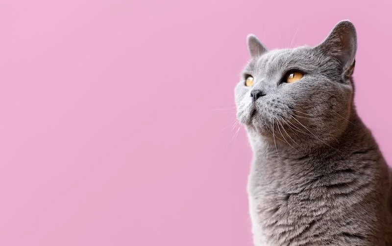 Gato gris muy pensativo