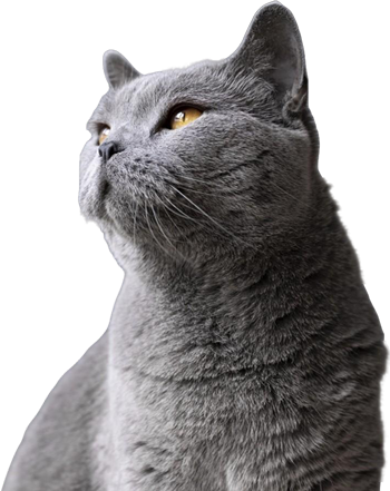 Gatito gris viendo hacia el infinito